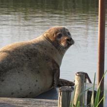 Common seal