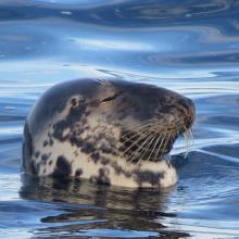 Grey seal